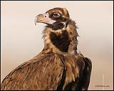 Kara akbaba / Cinereous vulture / Aegypius monachus